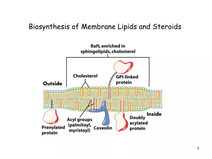PPT - Biosynthesis of Membrane Lipids and Steroids PowerPoint ...