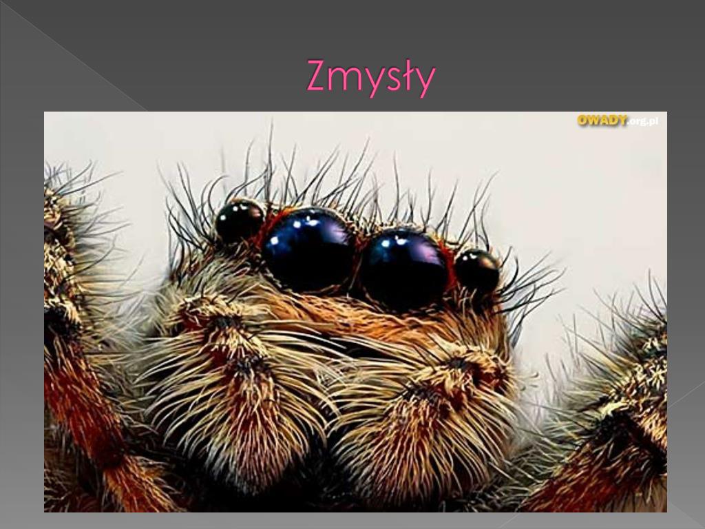 Większość Pajęczaków To Zwierzęta Roślinożerne PPT - Pajęczaki PowerPoint Presentation, free download - ID:6921214