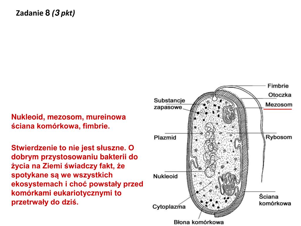 2 мезосома. Строение бактерии мезосома. Мезосомы бактерий функции. Мезосома у бактерий это. Функции мезосомы бактериальной.