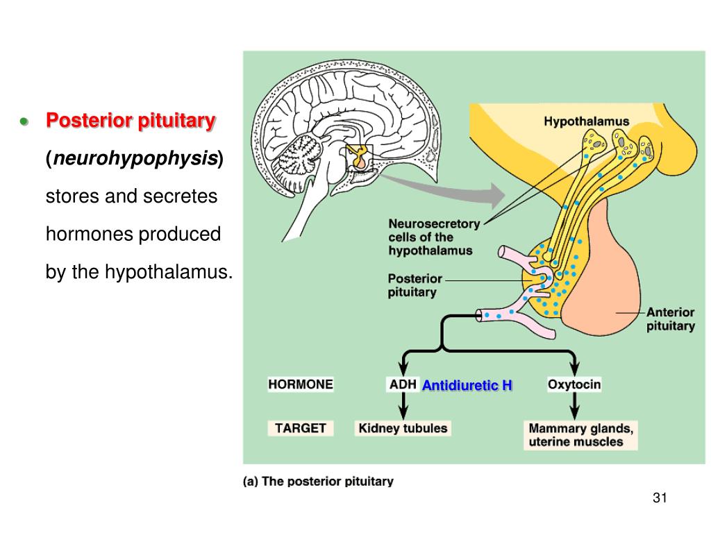 PPT ENDOCRINOLOGY The Scientific Study Of The Endocrine Glands And PPT ENDOCRINOLOGY The Scientific Study Of The Endocrine Glands And