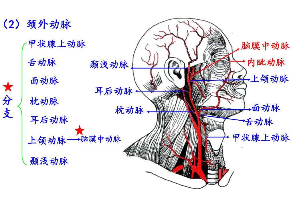 颈部血管疾病超声诊断（附病例解析）__中国医疗