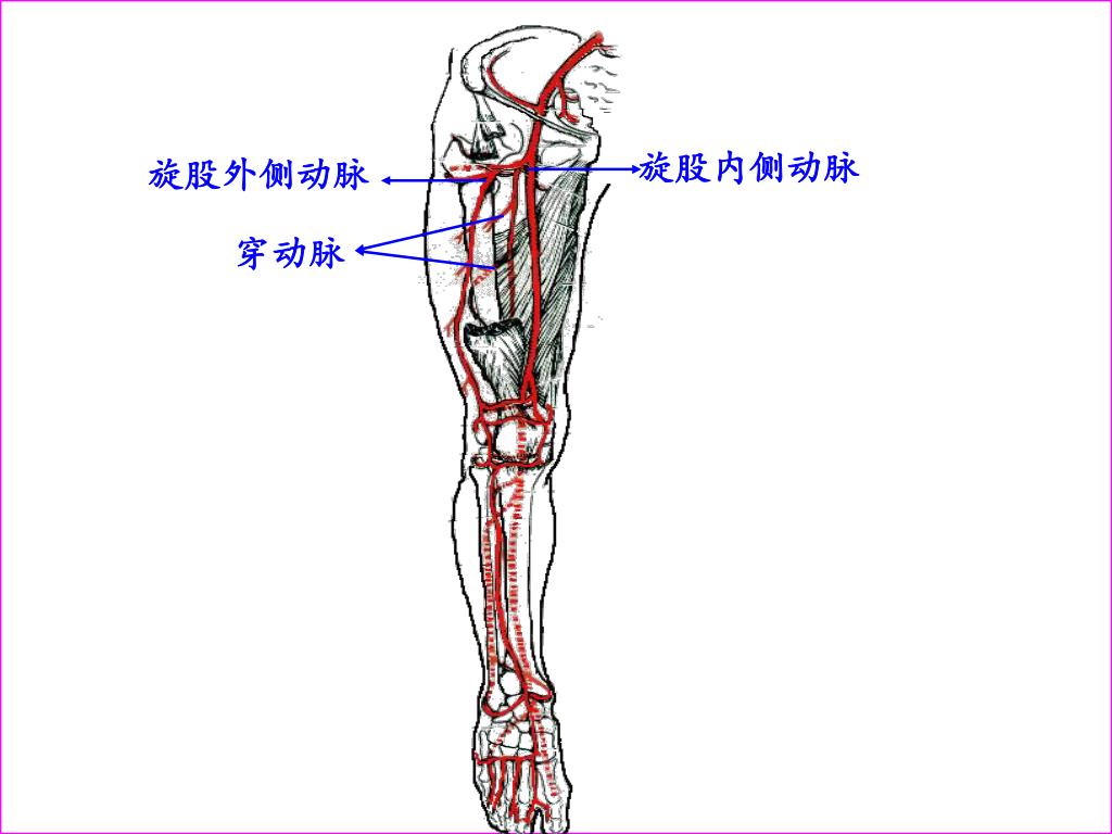 337 髂外动脉和髂内动脉的分支模式图-人体解剖学-医学