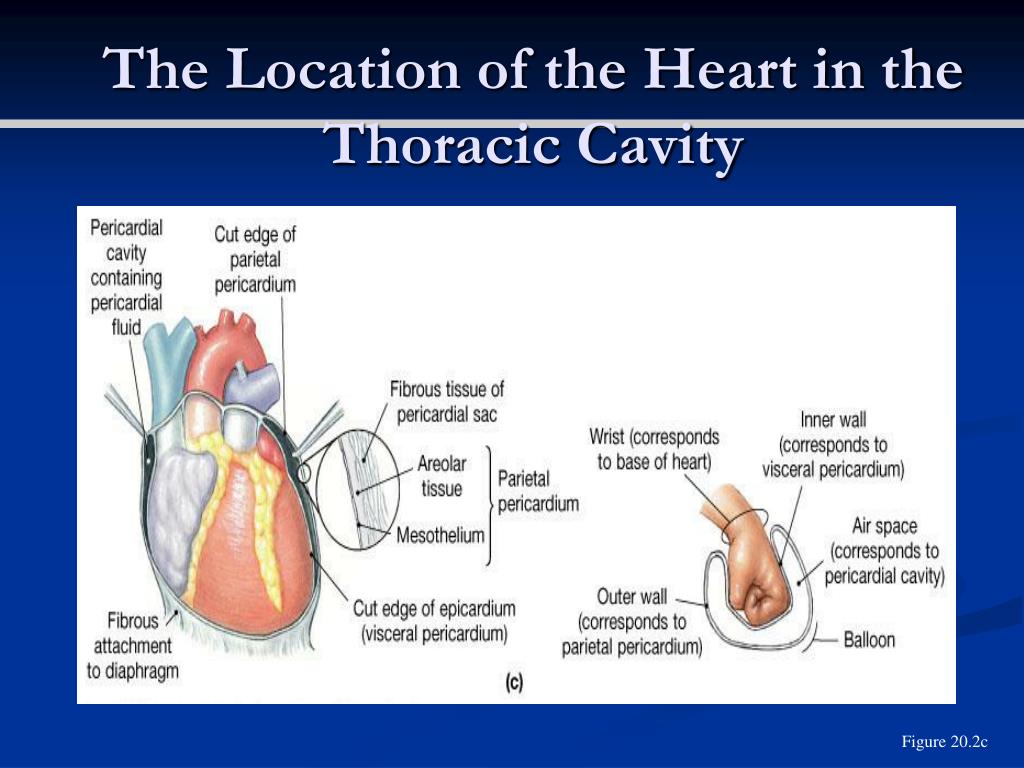 Ppt The Heart Powerpoint Presentation Free Download Id6926770