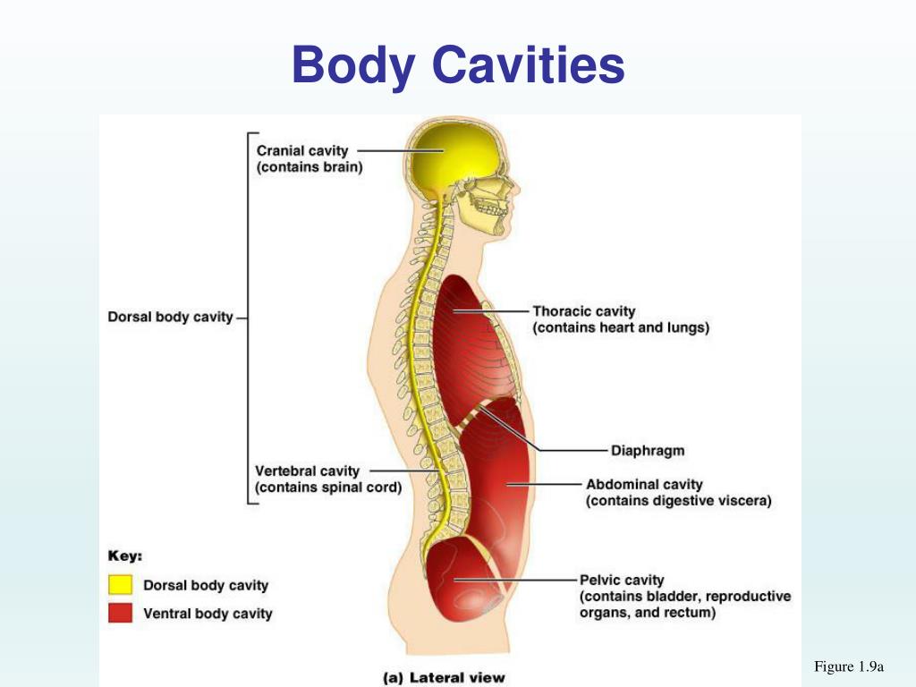 Полости тела перечислить. Полости тела человека. Полости тела человека анатомия. Части тела полости тела анатомия. Брюшная и грудная полости тела человека.
