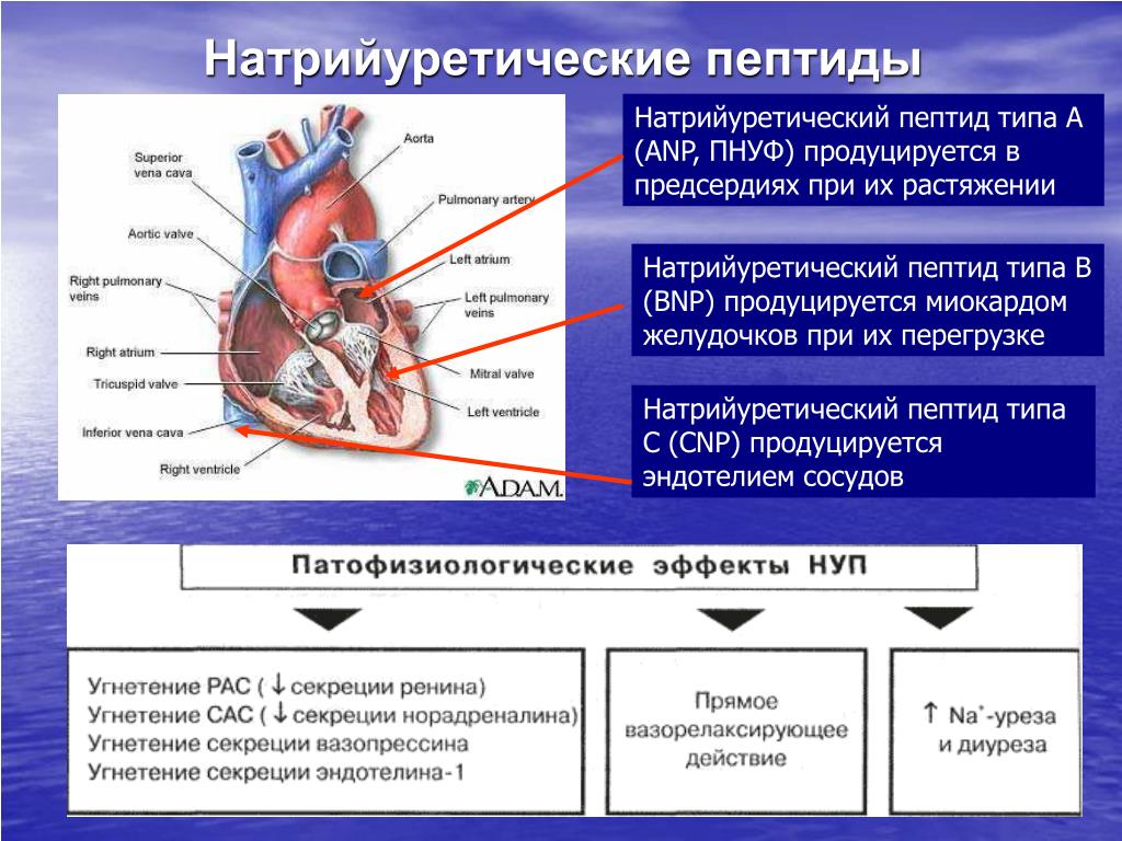 Давление крови в правом предсердии. Мозговой натрийуретический пептид при сердечной недостаточности. NT Pro BNP натрийуретический пептид. Предсердный натрийуретический пептид строение. Натрийуретический пептид при ХСН.