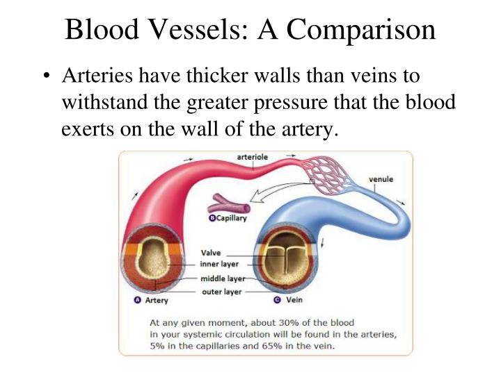 PPT BLOOD VESSELS PowerPoint Presentation ID6929417