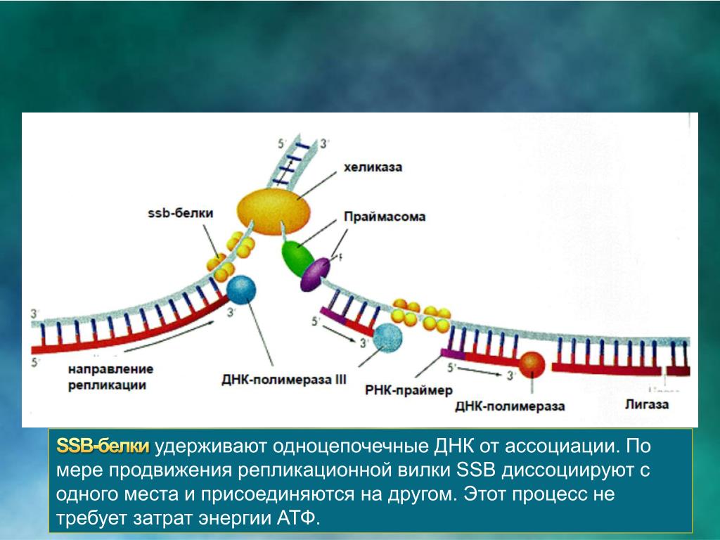Ssb белок. Репликация ДНК полимераза. ДНК полимераза 3 в репликации. Репликация ДНК хеликаза. Репликация ДНК лигаза.