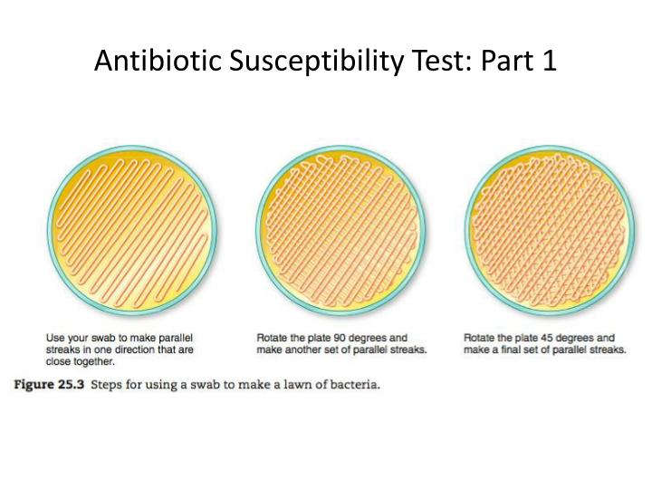 PPT - Lab 8: Approach to Identification - API System and Antimicrobial ...