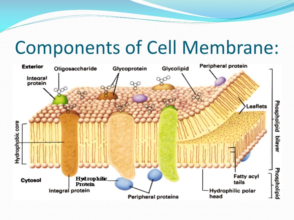 Модель мембраны клетки. Жидкостно-мозаичная модель строения плазматической мембраны. Жидкостно-мозаичная модель мембраны клетки. Мозаичное строение мембраны. Строение мембраны.