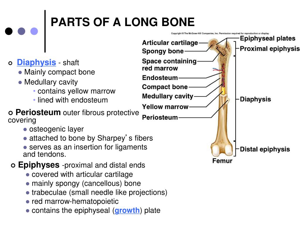 Long bone. Parts of Bone. Shaft Bone. Long lesion long Bone. Structure of long Bone..