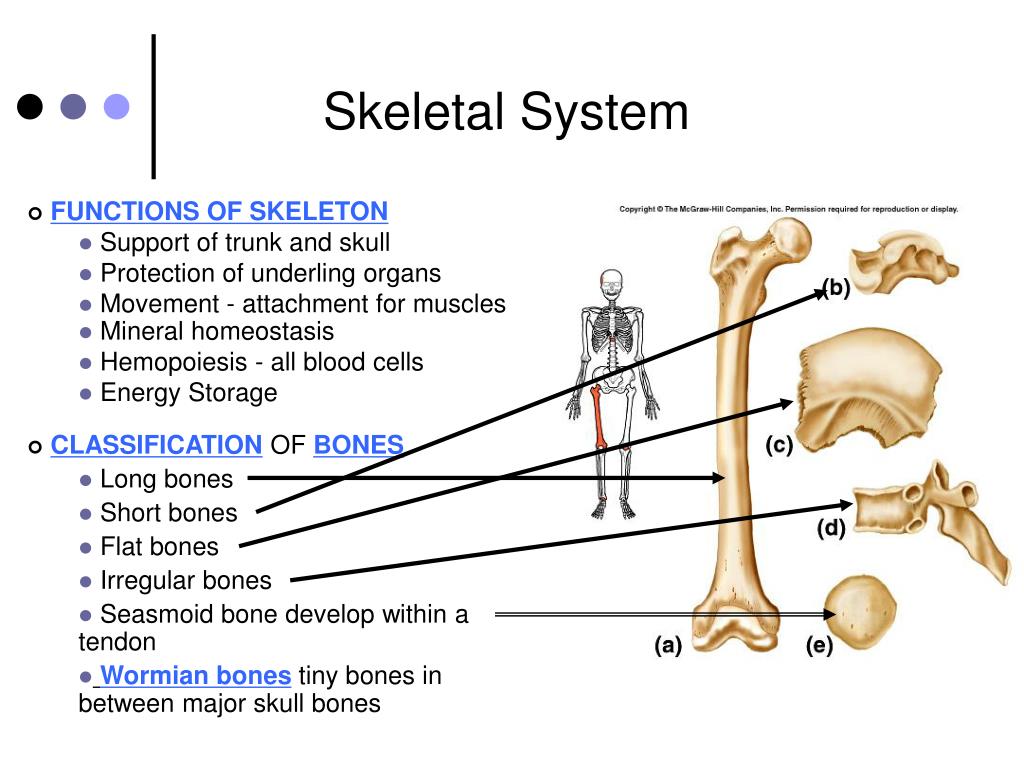 skeletal system powerpoint presentation