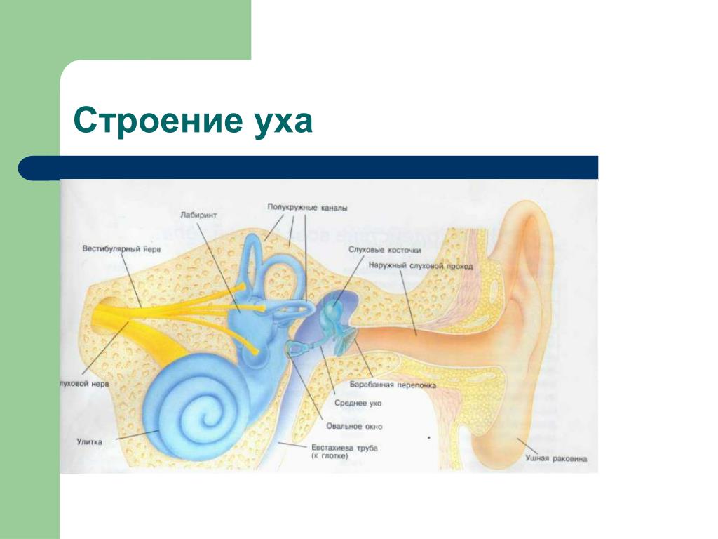 Средний канал внутреннего уха. Схема наружного среднего и внутреннего уха физика. Строение уха. Строение уха человека. Строение уха человека схема.