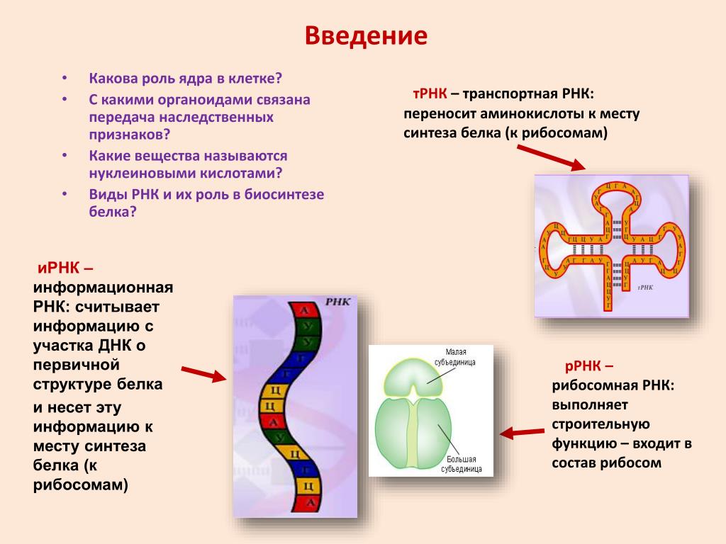 Роль рнк в биосинтезе. Место синтеза транспортной РНК. Какова роль транспортной РНК.