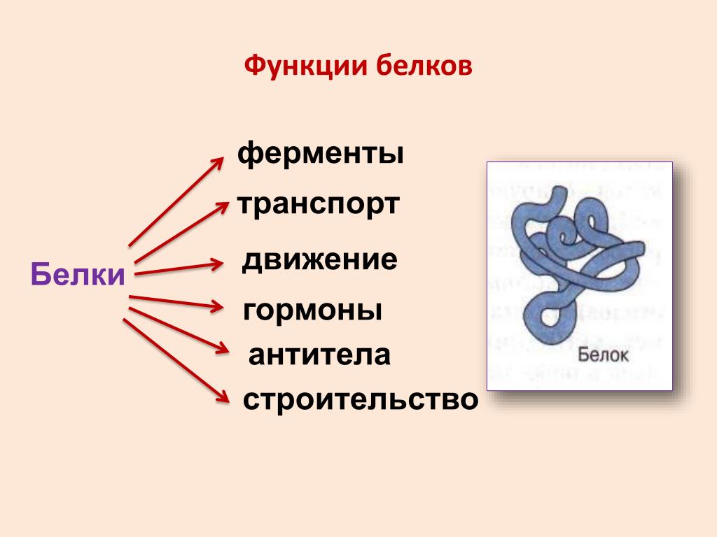 Транспорт функция белков. Движение белков. Функции белков ферментов. Белки ферменты роль в биосинтезе. Роль белков ферментов в биосинтезе.