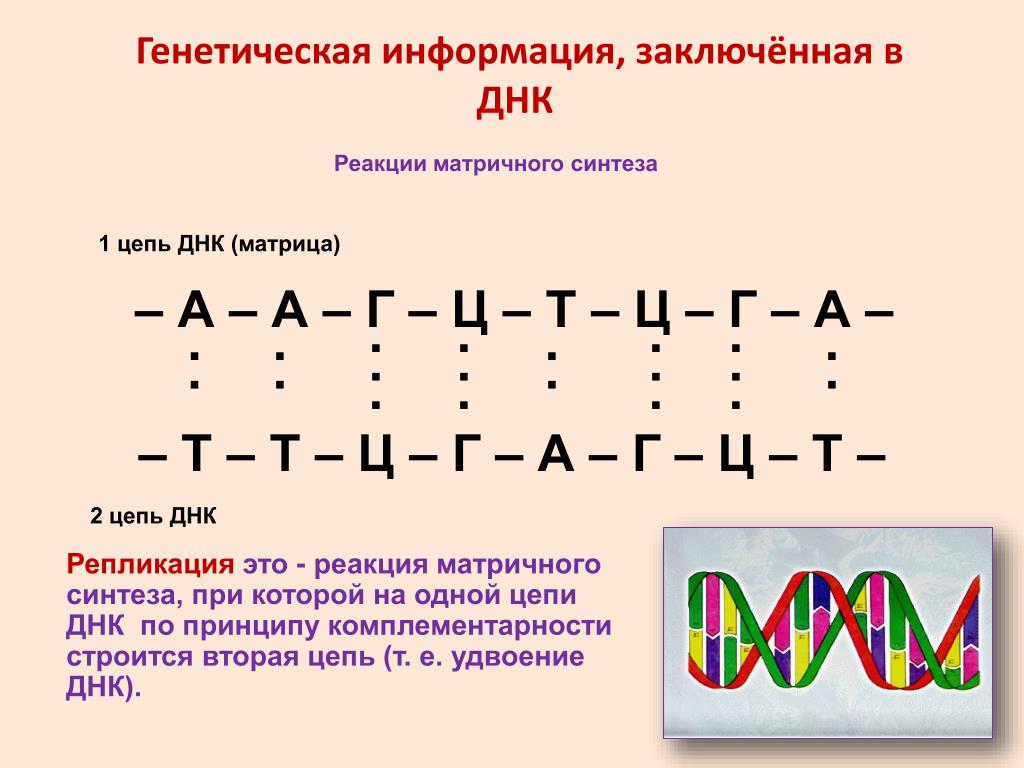 А т ц г рнк. А Г Ц А Т Т Г Ц А ДНК 2 цепь. Цепочка ДНК А-Ц-Г-Т-А-Г-Ц-Т-А-Г вторая цепь. Комплементарность для 2 цепи ДНК. 2 Цепочка ДНК по принципу комплементарности.