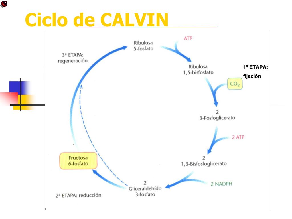 Ppt Ciclo De Calvin Powerpoint Presentation Free Download Id