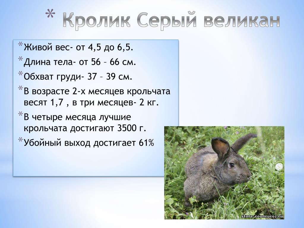 К каким животным относятся кролики. Серый великан кролик вес. Серый великан порода кроликов вес. Вес кролика серый великан по месяцам. Серый великан кролик вес в 3 месяца.
