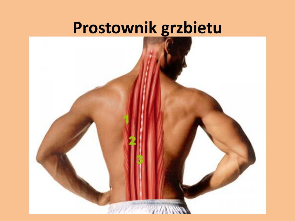 Болит спина возле позвоночника. Разгибатели мышц спины и позвоночника. Мышцы разгибатели позвоночника. Спазм мышц разгибателей спины. Мышцы спины вдоль позвоночника.