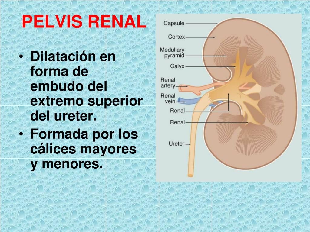 PPT SISTEMA URINARIO PowerPoint Presentation Free Download ID 6941409