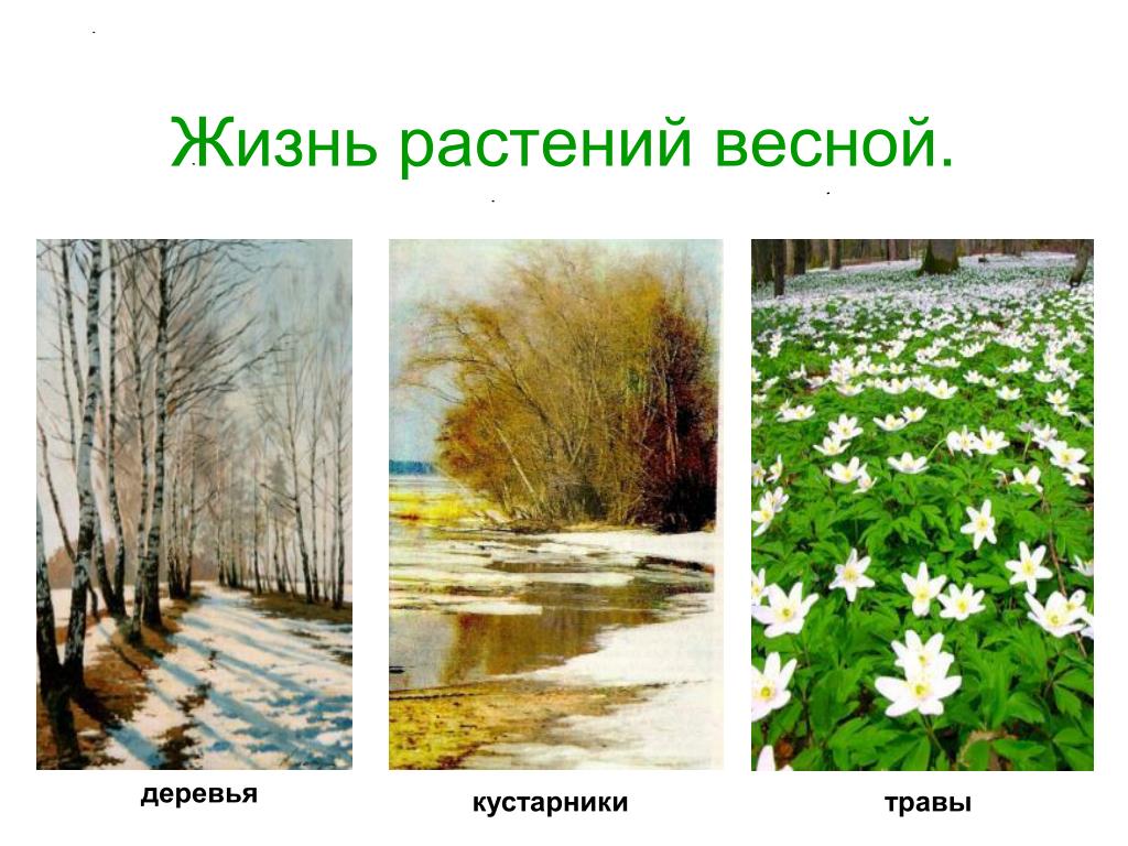 План преображения природы весной. Весенние изменения в природе. Жизнь растений весной.