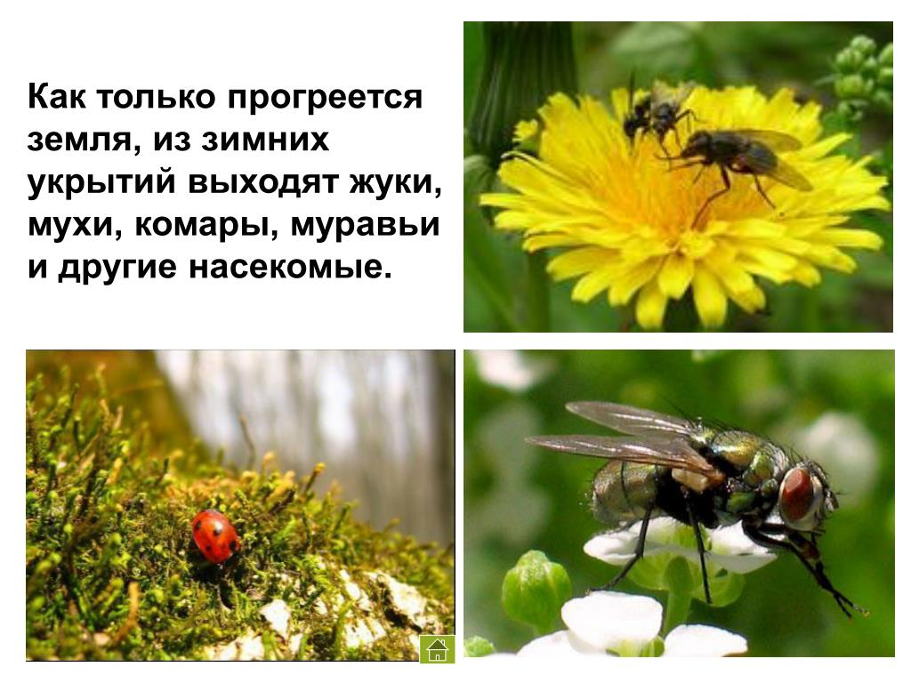 Жизнь насекомых весной. Насекомые весной для дошкольников. Просыпаются насекомые. Весной появляются насекомые.