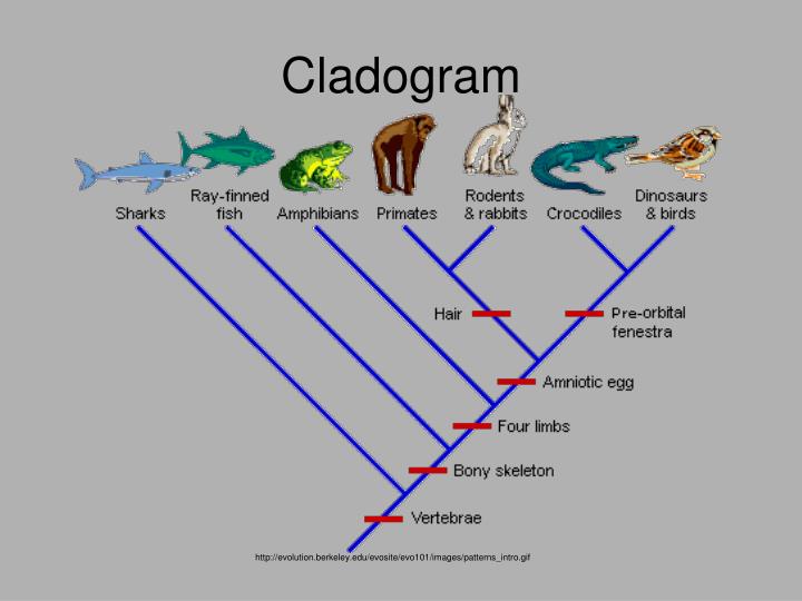 PPT - What is classification? PowerPoint Presentation - ID:6943066