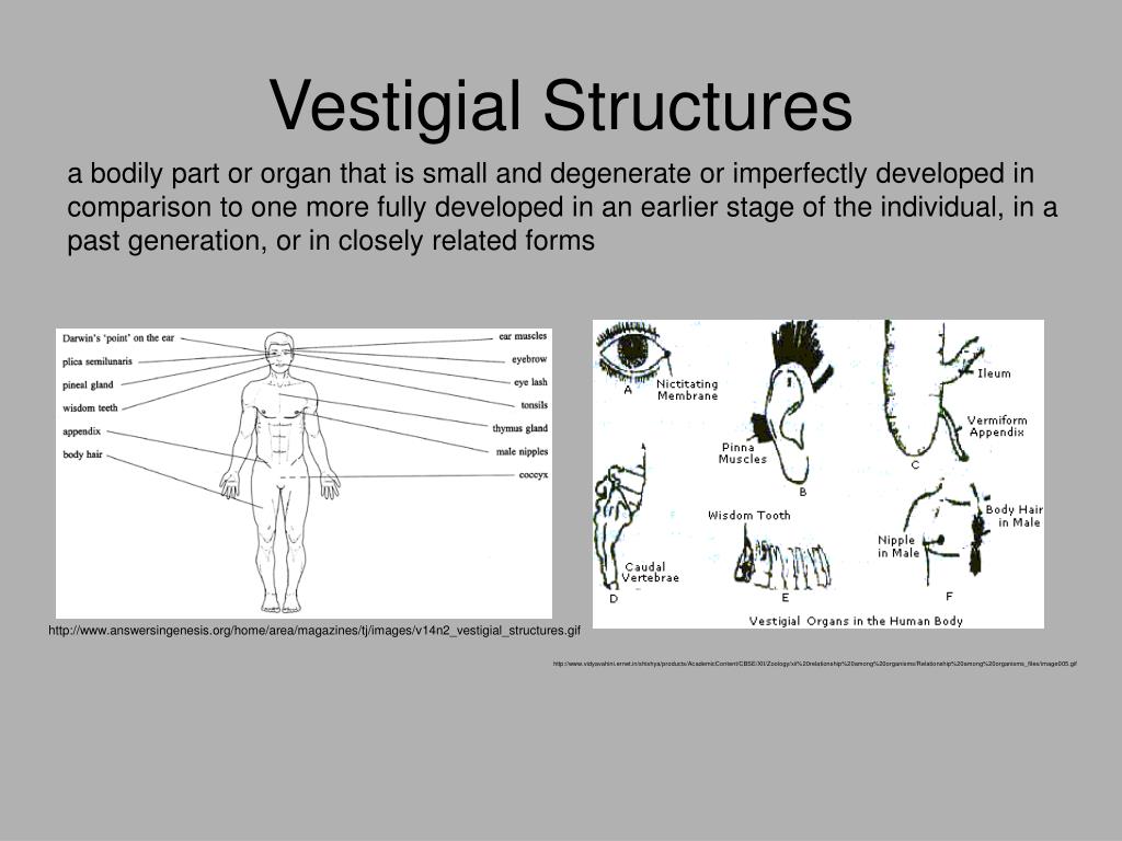 download vestigial structures for free download vestigial structures for free