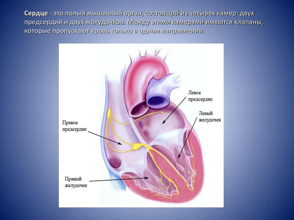 Предсердие желудка. Сердце состоит из предсердий и желудочков. В сердце 2 предсердия. Камеры сердца (предсердия, желудочки). 2 Желудочка и 2 предсердия.
