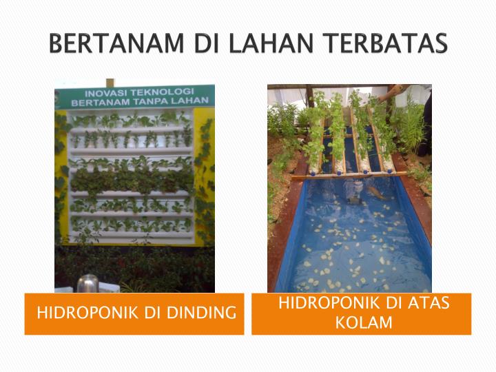 PPT - KETAHANAN PANGAN KELUARGA PowerPoint Presentation - ID:6947280