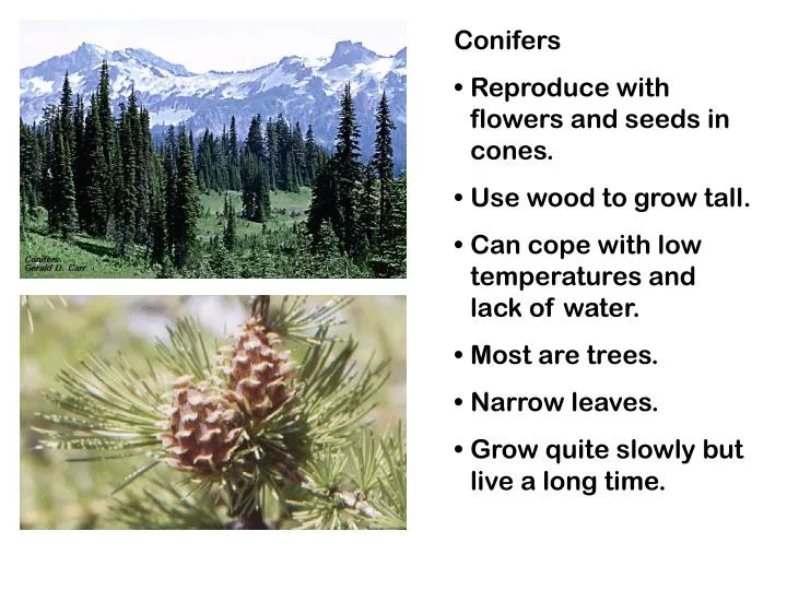 PPT - Conifers Reproduce with flowers and seeds in cones. Use wood to ...