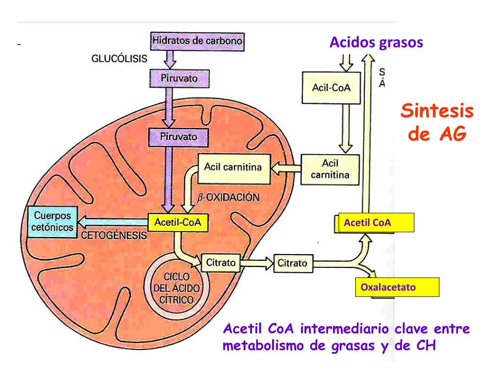 Cetosis bovina acidos grasos no esterificados hepatocito dos rutas