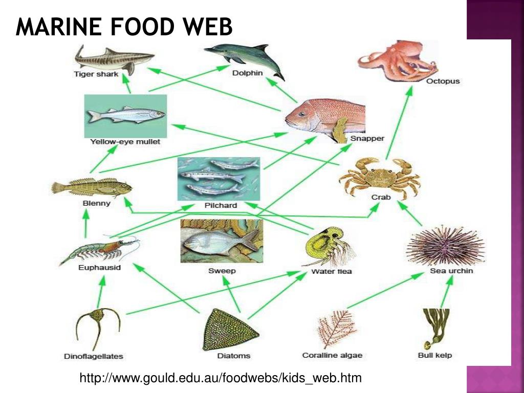 Составить пищевую цепь озера. Food web. Пищевая цепочка дельфина. Пищевая цепь озера. Marine food web.