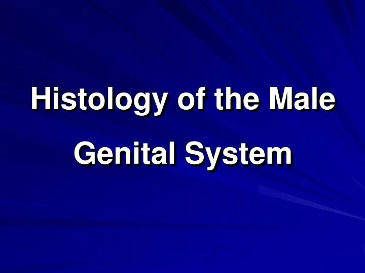 Ppt Histology Of The Male Genital System Powerpoint Presentation