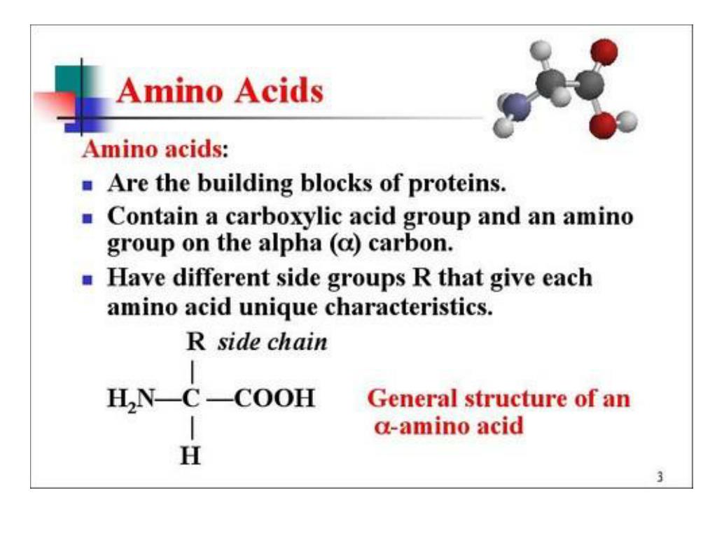 amino acids presentation