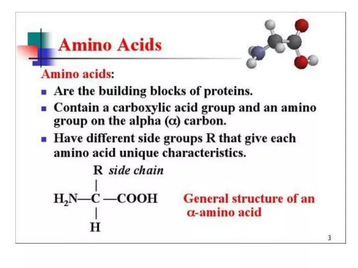 amino acids n.