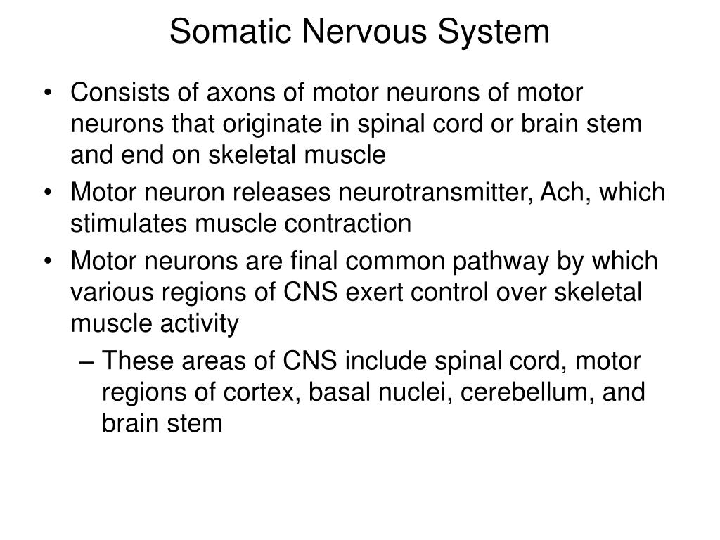 somatic nervous system effector organs somatic nervous system effector organs