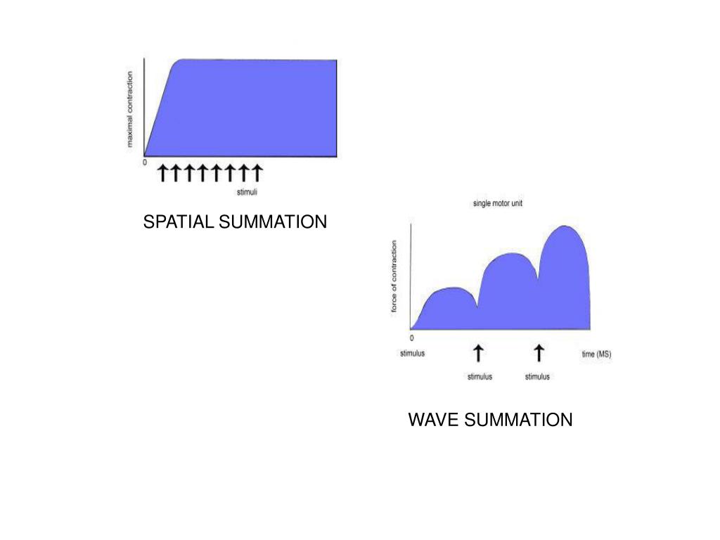 PPT Motor Unit PowerPoint Presentation Free Download ID 6949892 PPT Motor Unit PowerPoint Presentation Free Download ID 6949892