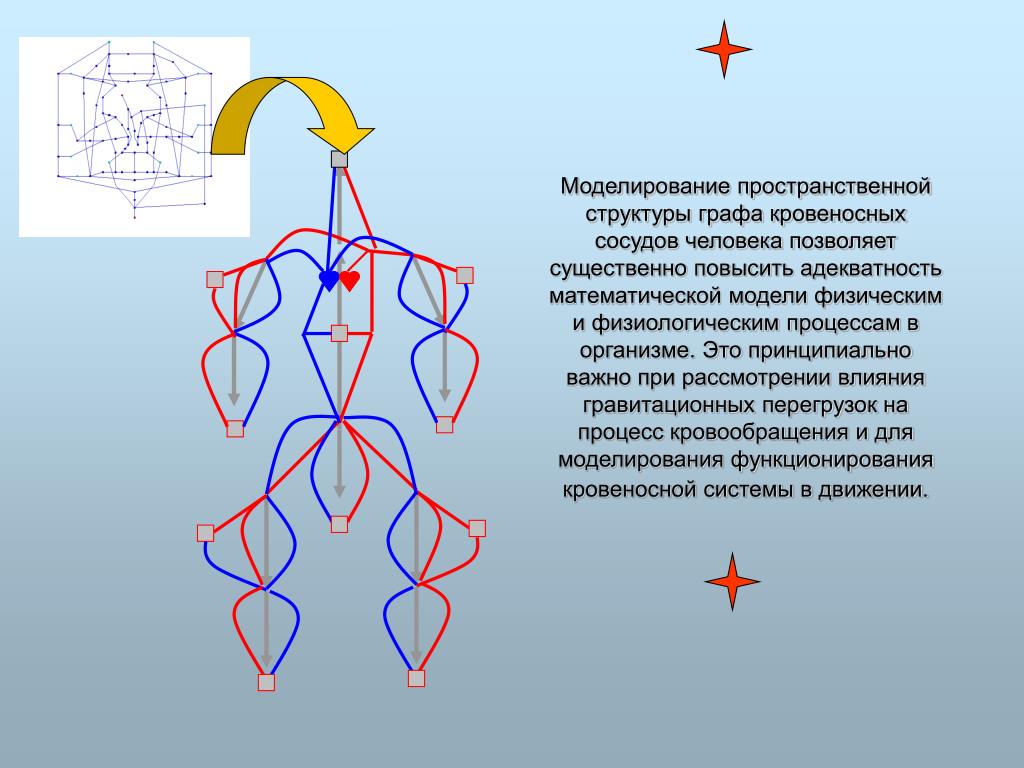 Математическое моделирование графы. Математическая модель человека. Математическое моделирование люди. Моделирование физиологических процессов. Математическое моделирование в физиологии.
