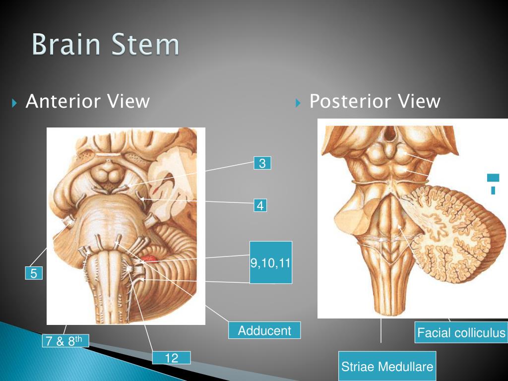 PPT - Brain Stem PowerPoint Presentation, Free Download - ID:6953352