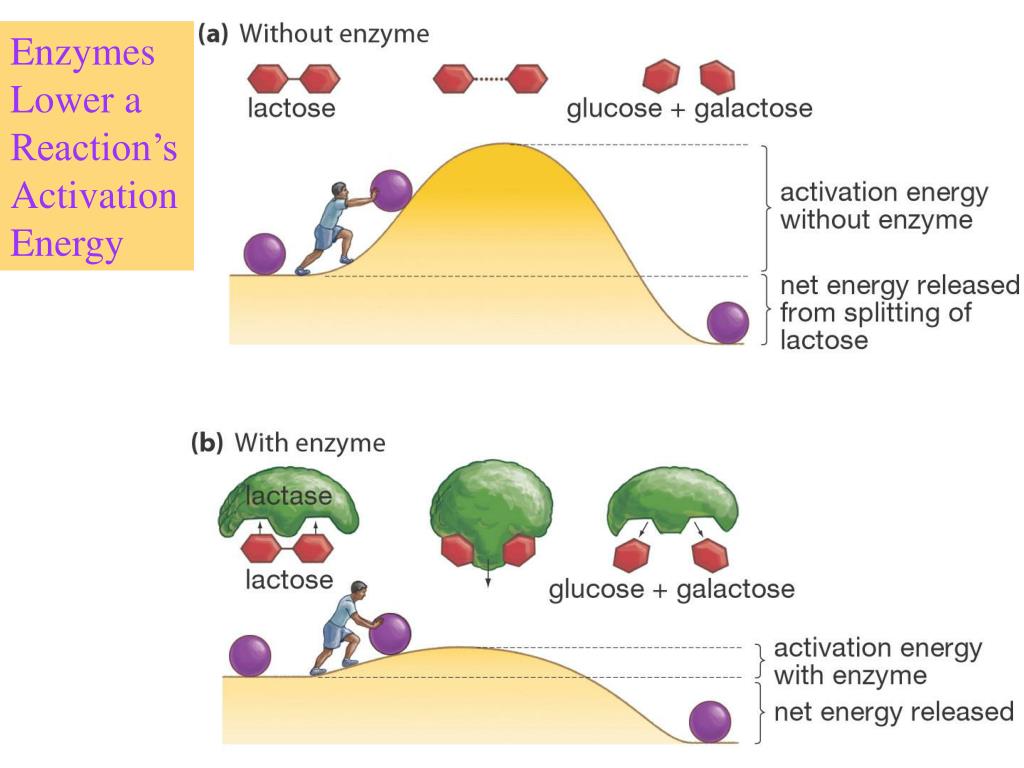 PPT HOW ENZYMES WORK PowerPoint Presentation free download ID:6954410 PPT HOW ENZYMES WORK PowerPoint Presentation free download ID:6954410