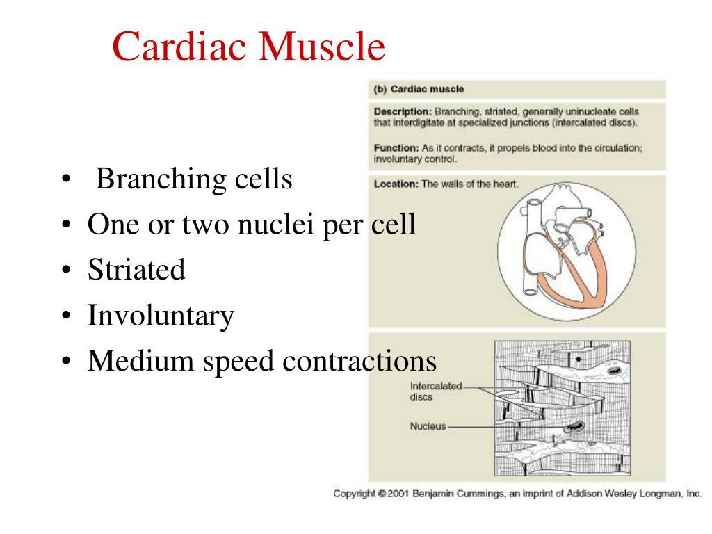 PPT - Muscle Physiology PowerPoint Presentation, free download - ID:6955151
