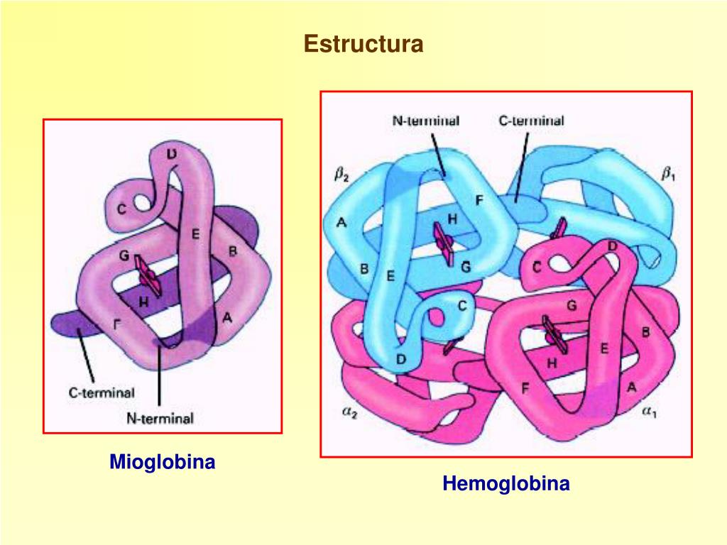 Concentración de la hemoglobina corpuscular media