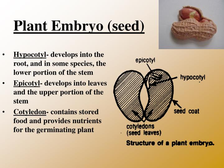 ppt-the-plant-embryo-the-peanut-powerpoint-presentation-id-6957510