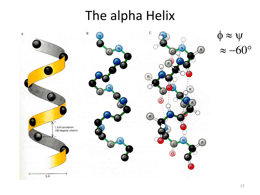 Amino Acid Alpha Helix Structure At John Hoff Blog