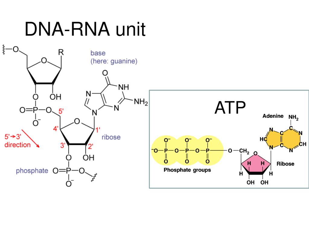 DNA-RNA unit.