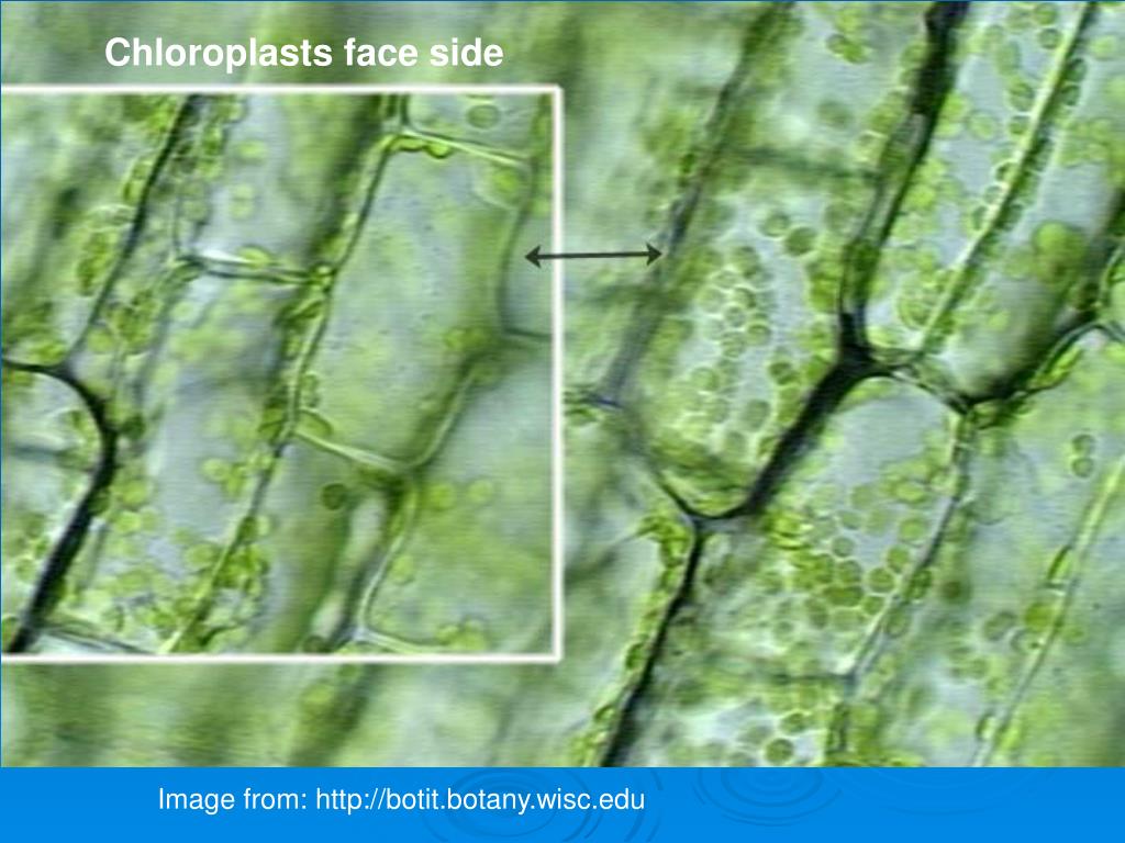 Особое вещество зеленого цвета в растениях. Хлорофилл в клетках растения. Хлорофилл в пластидах. Клетка хлорофилл под микроскопом. Лист, зеленые клетки, хлоропласт, хлорофилл.