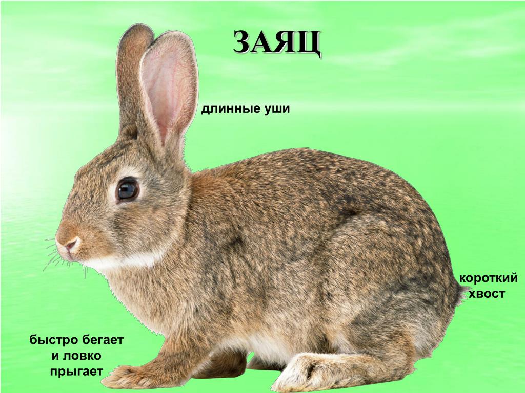 У зайца хвост короткий а уши. Заяц с длинными ушами. Хвосты Зайцев. Короткий хвост зайца. Заяц с длинным хвостом.
