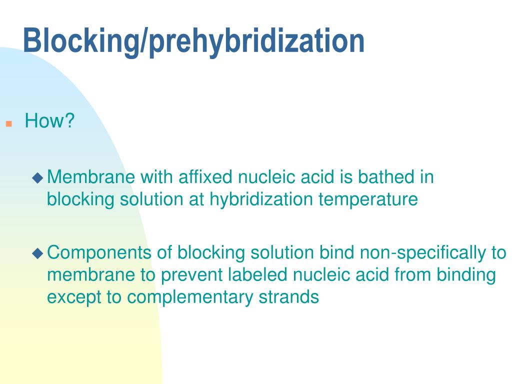 nucleic acid hybridization animation