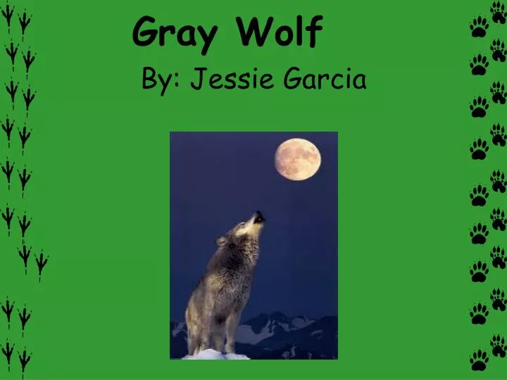 PPT - Gray Wolf PowerPoint Presentation, free download - ID:6964748