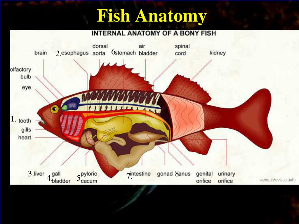 PPT - Fish Internal and External Anatomy PowerPoint Presentation, free